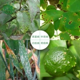 Zhongbao Pesticide Demoniamzonzolidisozool, фрукты, овощи, белый порошок черно -звездные пятна, защитная стерилизация