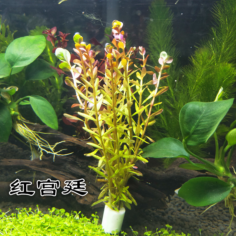 水族魚缸造景真活體水草宮廷草紅宮廷綠宮廷有莖中後景水下草