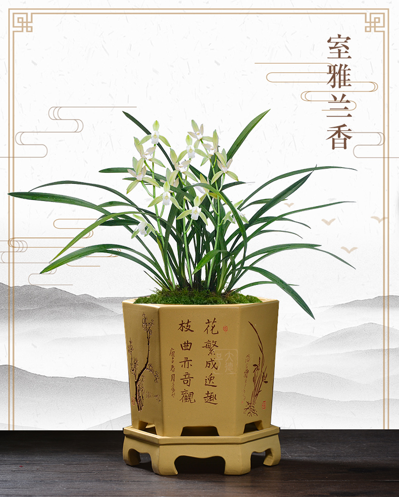 Greatness, yixing purple sand pottery and porcelain breathable hexagon with tray clivia butterfly orchid orchid blue grass special pot