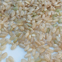 Total 2 catties Xinjiang brown rice coarse rice 5 Gu cereals New rice Rice Germ rice Glutinous Rice rice Glutinous Rice Zheng
