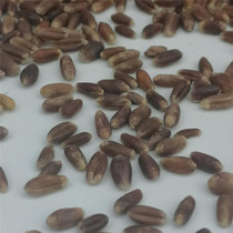 Total 2 catties Xinjiang tex black wheat whole grain with leather cereals whole wheat with bran original grain big shipping