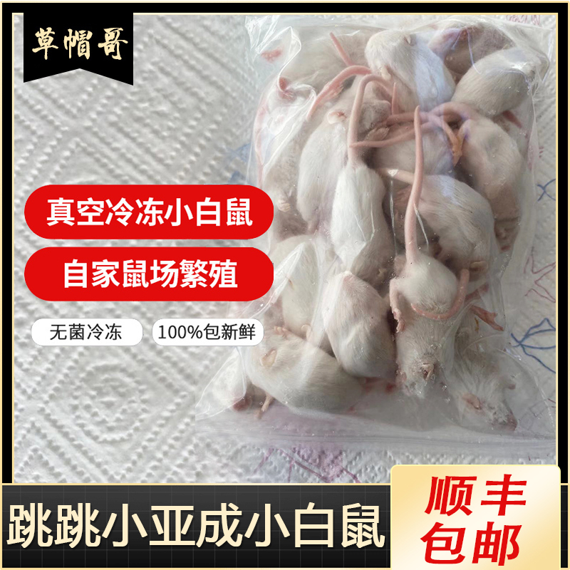 Vacuum Frozen Frozen Little White Mice Creamy White Cream Hops Jump Subs Into Body Naked Mole Rat Repo Lizard Snake Feed