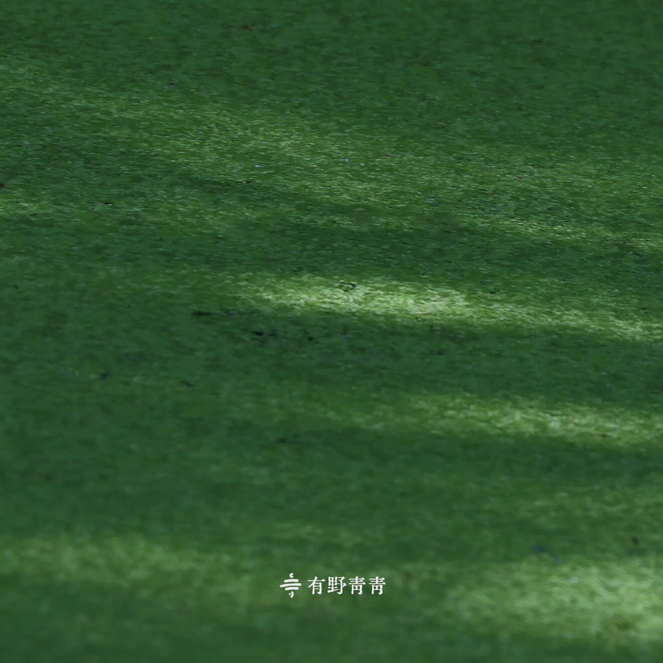 有野青青