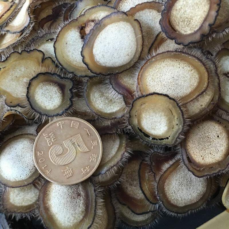 Liaoning Xifeng specialty semi-wax slice wax slice 10g