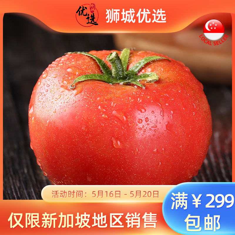(Fruit) Golden Horse Big tomato 1kg Singapore local shipping