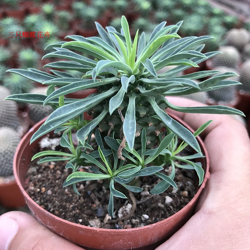 精選進口鐵甲麒麟根塊大戟科鐵甲丸峨眉山多肉植物防輻射盆栽 精選進口鐵甲麒麟根塊大戟科鐵甲丸峨眉山多肉植物防輻射盆栽