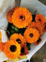 Imported Chamomile birds nest chrysanthemum eternal chrysanthemum high-end rare matching flowers flower material flower shop matching mini cute little chrysanthemum