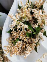 Powder Drill Flowers Birthday Love Gift Home Wedding Flower Arrangement National Flower Courier