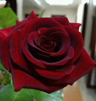 Kunming flowers express express Valentines Day Yunnan Kunming Doo South Base Black Red Rose Black Magic 20