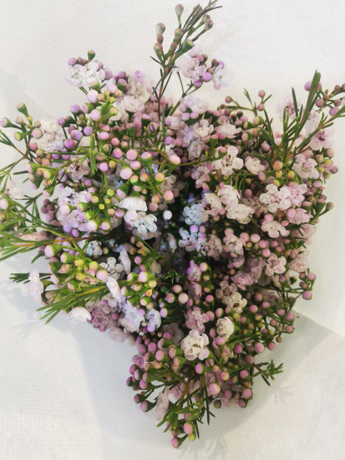 Australia imports heavy petals Ramei pearl Mei Xuemei flowers Fresh cut flowers Family flower arrangements National Courier