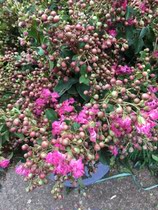 Scarce When Season Hot Sell Products New Goods Fresh Rosewood Flowers Yunnan Kunming Flower Courier