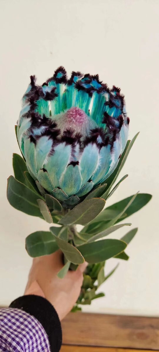 Holland imported high-grade large flowers express princess flowers family vase can be used as dry flowers 1 set batch