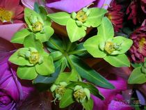 Yunnan Kunming flower base flower farmers express wedding flower delivery flower delivery flower shop with golden grass leaves