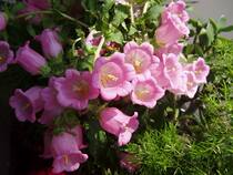 Bluebell grass flowers home flower arrangement banquet Yunnan Kunming flowers National express