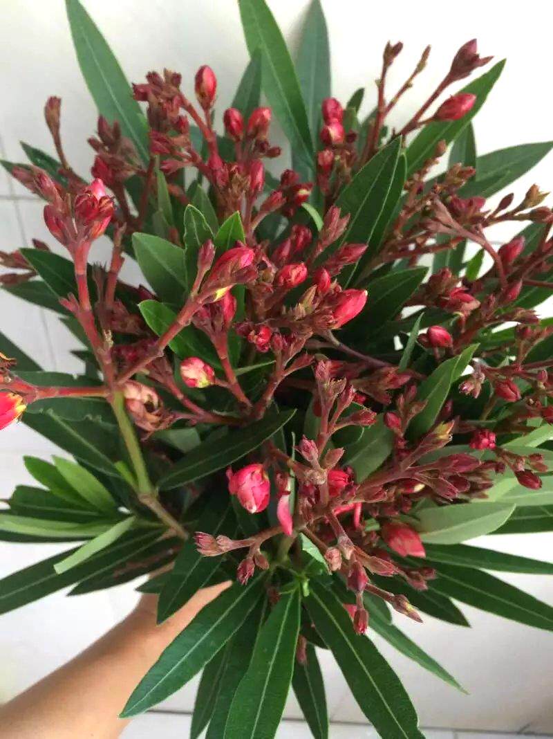 Yunnan Kunming flowers express Yunnan Kunming Benwood Sword Orchid Express