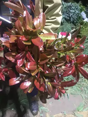 Home DIY art flower arrangement wedding leaf material with leaf red leaf Heather flower Express