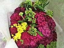 Yunnan Kunming flower wholesale Curry flower dream several branches