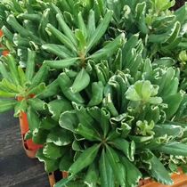 Kunming Base Straight For Matching Leaves Fresh Sea Tung Leaf Flowers Courier Wedding Wedding Wedding Wedding Car Flower Basket Flower Shop With Flowers