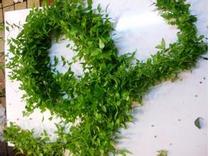 Leaf material express lucky star broadleaf dance bamboo high-end flowers custom with grass flower home wedding business Leaf Wood