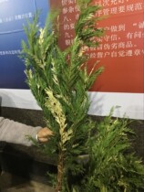 Golden Thread Berpine Leaf Aroma Wide Platinum Fresh Art Floral Accessories Grass Green Matching Ingredients Cisung Flowers Courier