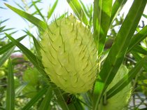 Yunnan Kunming Dunan Flower Express National Sugar Cotton One Tam Fresh Cut Flower Wedding Home Flower Shop