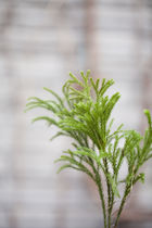 Yunnan Kunming base flowers wholesale stone pine flowers with grass wholesale