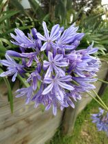 Kenya imports 100 Ziolian love flowers high-end flowers Kunming Doo South flowers National Courier