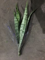 Tiger Pilan Leaf Fresh Art Floral Accessories Grass Green Matching Materials Cisung Flowers Courier