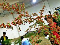 Family flower arrangement celebration New year curfew red bean domestic Holly flowers thousands of miles red flowers Shunfeng Air transport