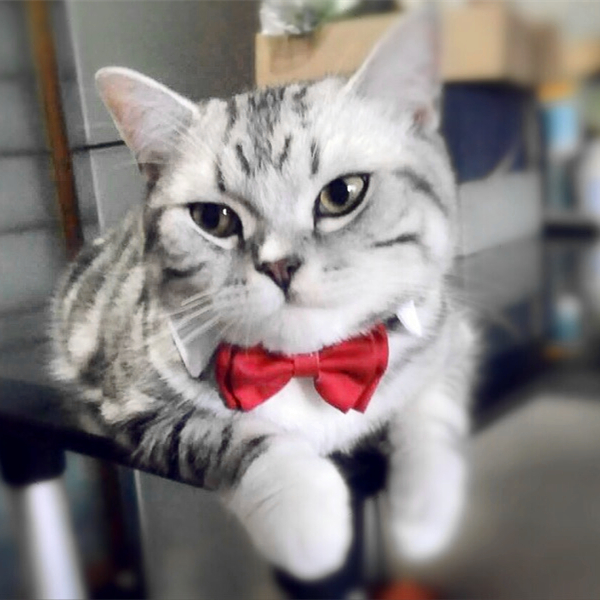 Pet Bow Tie Wedding Red Bow Dog Bow Tie Dog Tie Cat Bow Tie Teddy Jewelry Collar Ornament