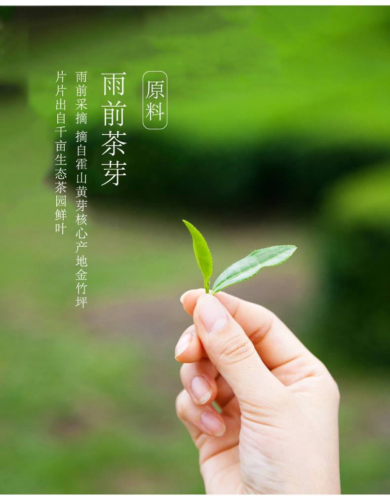 国家地理标志产品 抱儿钟秀  一级霍山黄芽 250g 图5
