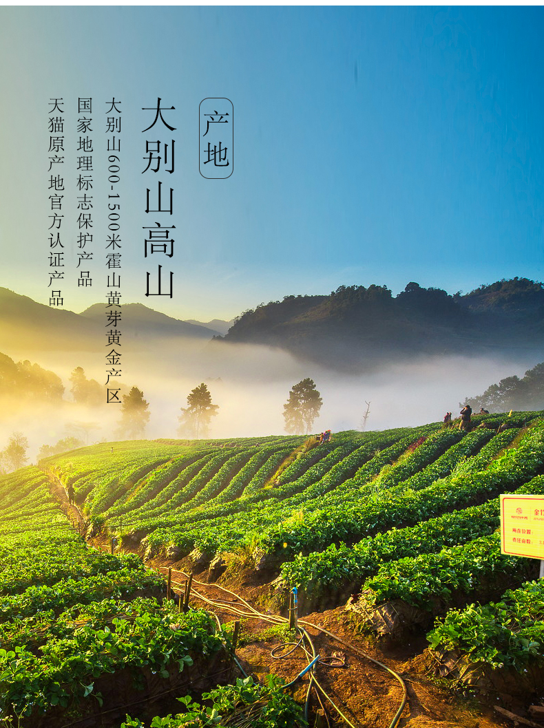国家地理标志产品 抱儿钟秀  一级霍山黄芽 250g 图4