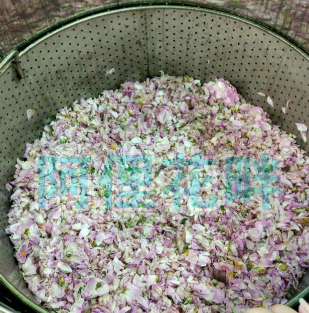 Dì hoa bão hòa Damascus hoa hồng sương tinh khiết gửi hai đoạn tổng cộng 500ml tinh dầu dưỡng ẩm tự nhiên đích thực - Tinh dầu điều trị tinh dầu xe hơi cao cấp