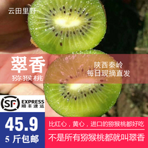 (Yuntian Liye) Shaanxi Xian Zhouzhi Cuixiang Kiwi Fruit Pure Sweet Kiwi Fragrance 5 Jin Large Fruit