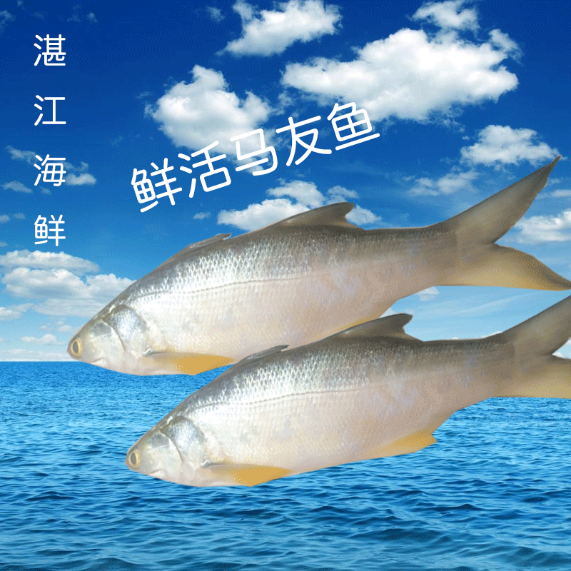 Guangdong Zhanjiang Grand Mayo Fish Fresh Deep Sea Fish Xu Wen Sea Fish Fresh Fish 3kg Baby Nutritional Non-staple Food Products