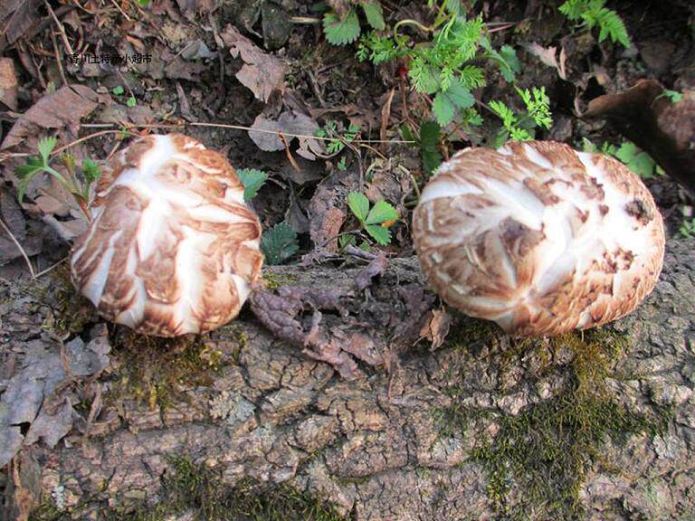 东北香菇白花菇精品茶花菇野生椴木冬菇干货农家特产250g一斤包邮 原创 椴木 冬菇 干货 茶花 白花途虎网