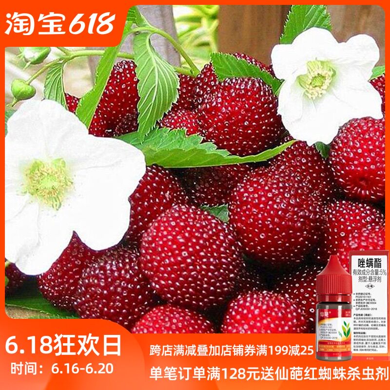Male Dahlin raspberry strawberry potted seedling balcony courtyard terrace edible berry seedling fruit tree seedling planting