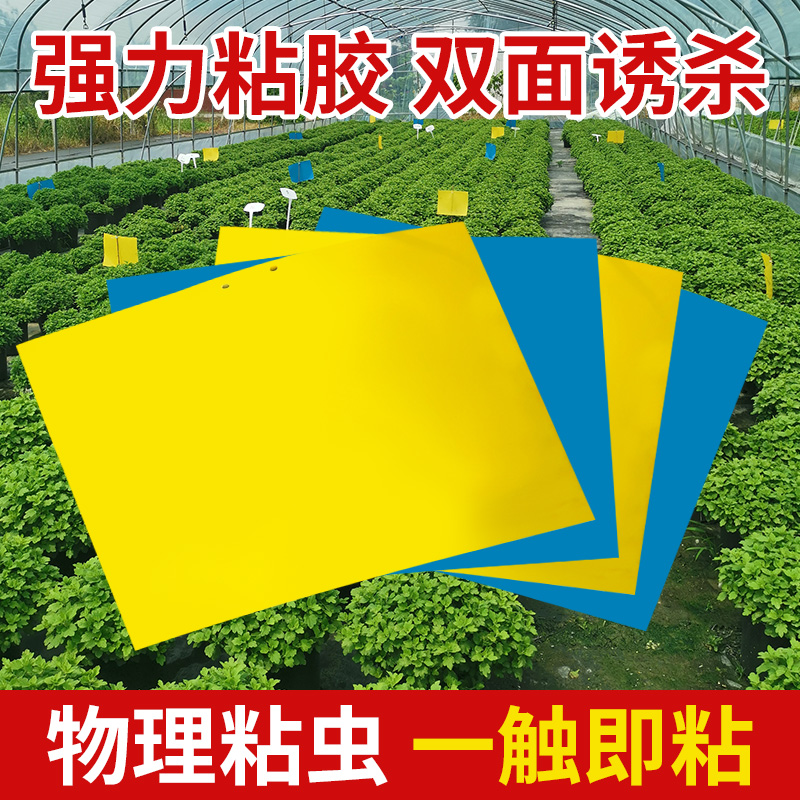 Large Forest Male Yellow Board Blue Board Sticky Worm Plate Bifacial Reglue Bifacial Refilm