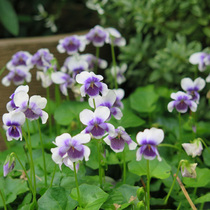 Large forest male panda cordiously potted flowers for many years it is evergreen to be raised and raised by a plant patio balcony