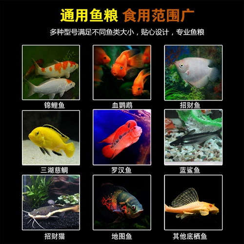 Тонущая рыба пища кои рыбы кормит кровь попугай кошка кошка, тонущая цихлид маленький виноград маленький виноград Общее виноград