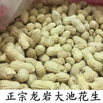 500gx3 Longyan Dachi boiled peanuts wet roasted salty dry crispy flavor bulk Fujian specialty New Year nuts