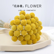 Golden ball dried flower Golden mallet flower New house dried flower diy material net red flower bouquet Nordic style ins real flower air-dried literature and art