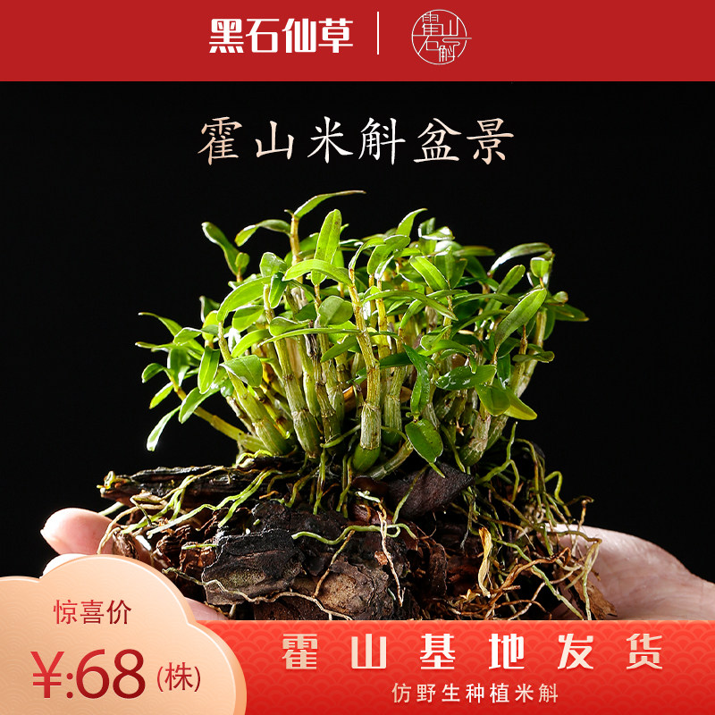 The original base of iron - dermal dendrine seedlings is straight hair with root 3 - year raw 1 kg of denum seedlings can be eaten in non - ho - basin