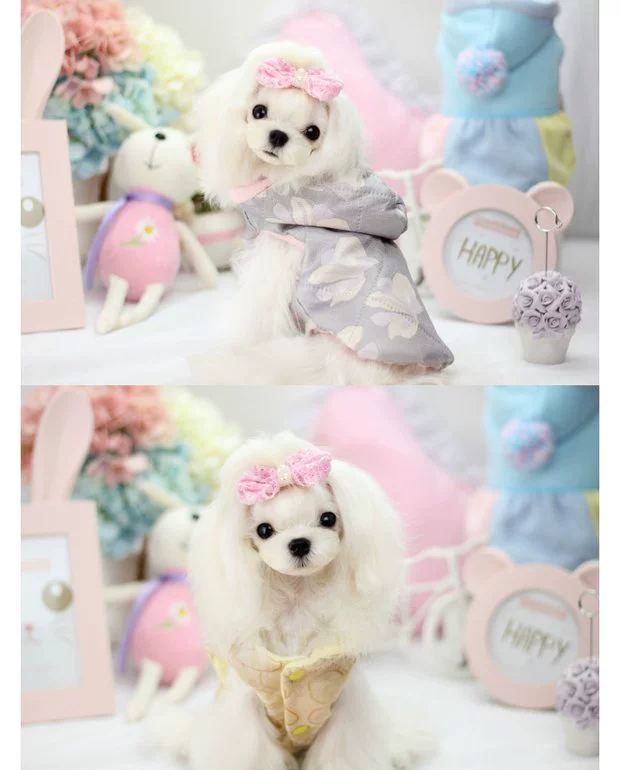 Than Xiong Teddy quần áo chó mùa thu và quần áo mùa đông hơn Xiong Xue Na Rui áo bông dày Chihuahua quần áo cho chó con - Quần áo & phụ kiện thú cưng áo dành cho mèo	