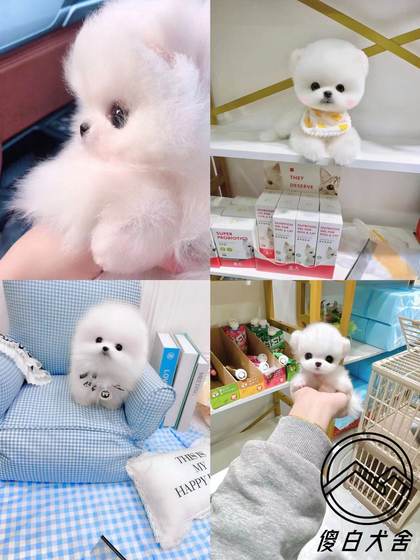 White and yellow purebred live Pomeranian puppies, ultra-small body, small sphere, pocket dog, teacup dog, Shunsuke dog
