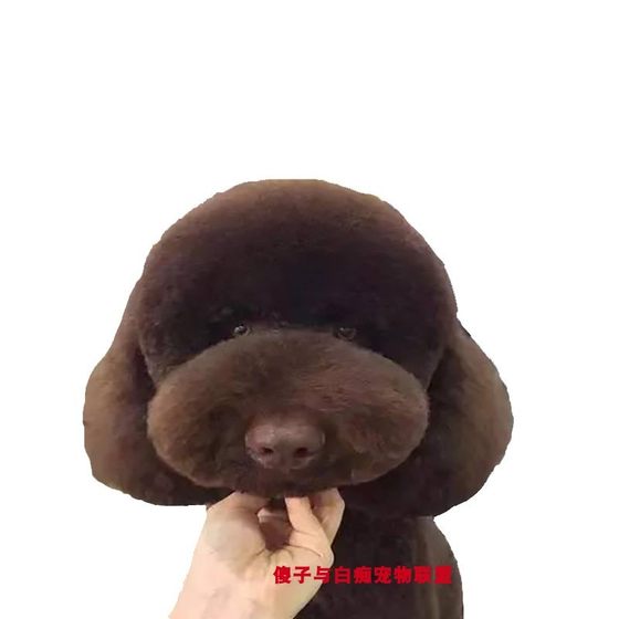 Giant Poodle Giant Poodle Puppy Purebred Giant Teddy White Champagne Red Brown Gray Black Large