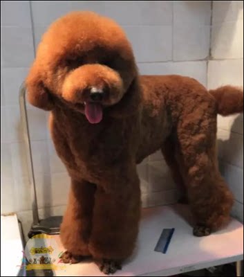 純種巨貴犬家養巨貴幼犬黑白紅灰花巨貴活體巨型泰迪寵物狗狗