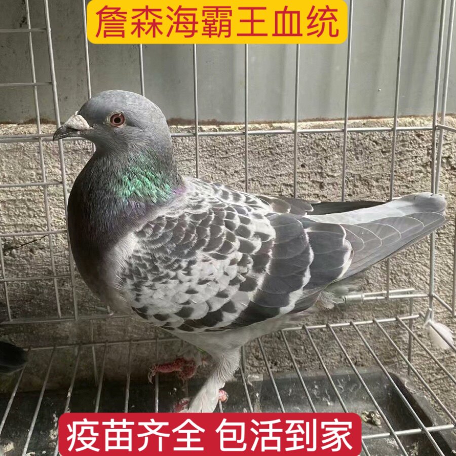 詹森海霸王血统赛鸽幼鸽，活动小信鸽选购指南 鸟 淘宝好物网 