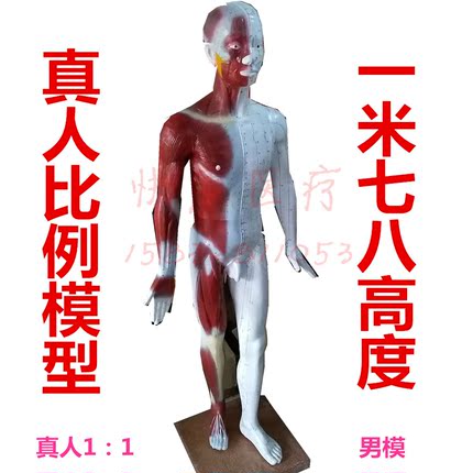 真人比例1:1人体针灸穴位模型178cm经络带半边肌肉模型仿铜色白色