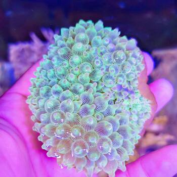 Sea anemone fluorescent green red coral nipple sea anemone